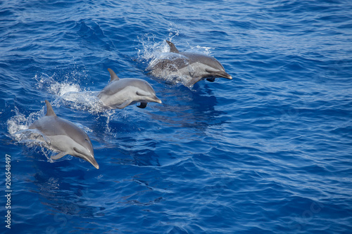 Dolphins Leaping Out of the Water in Unison