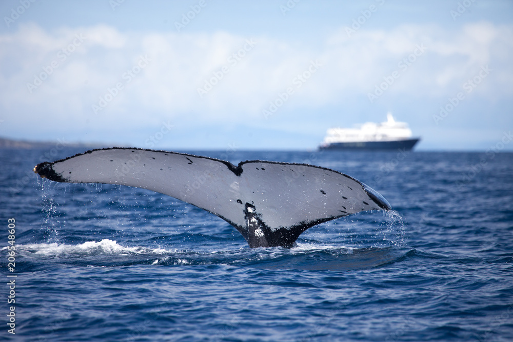 Obraz premium White Humpback Whale Tail Close Up with a blue and white boat in the distance