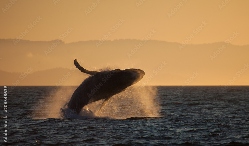 Humpback Whale Breaching in Golden Hour Sunset Stock Photo | Adobe Stock
