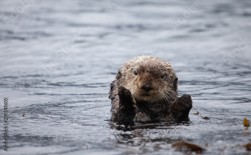Adorable cute sea otter in Alaska swimming on its back and waving its hands