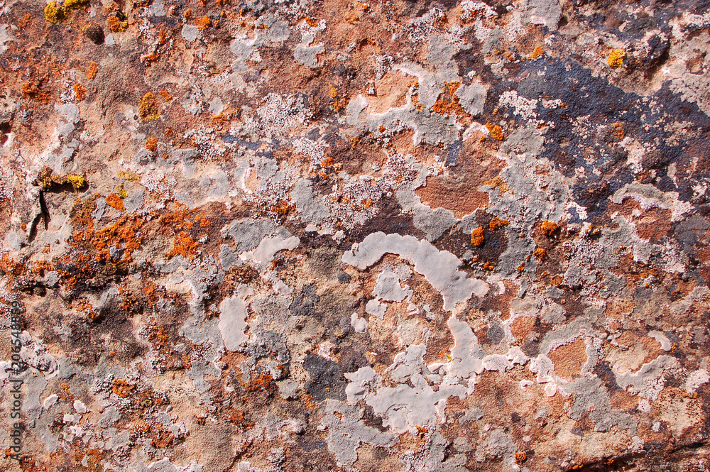 Multi-colored lichen on sandstone in the Bears Ears wilderness of the Southern Utah desert Multi-colored lichen on sandstone in the Bears Ears wilderness of the Southern Utah desert