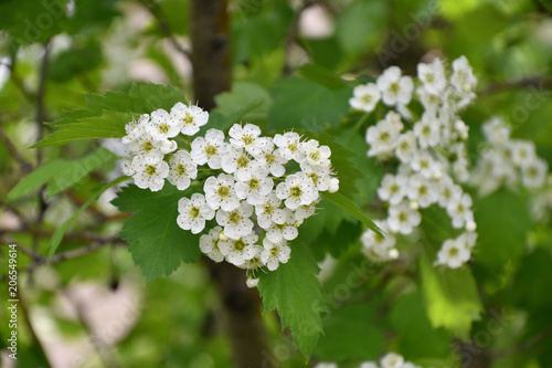 White Hawthorn flowers