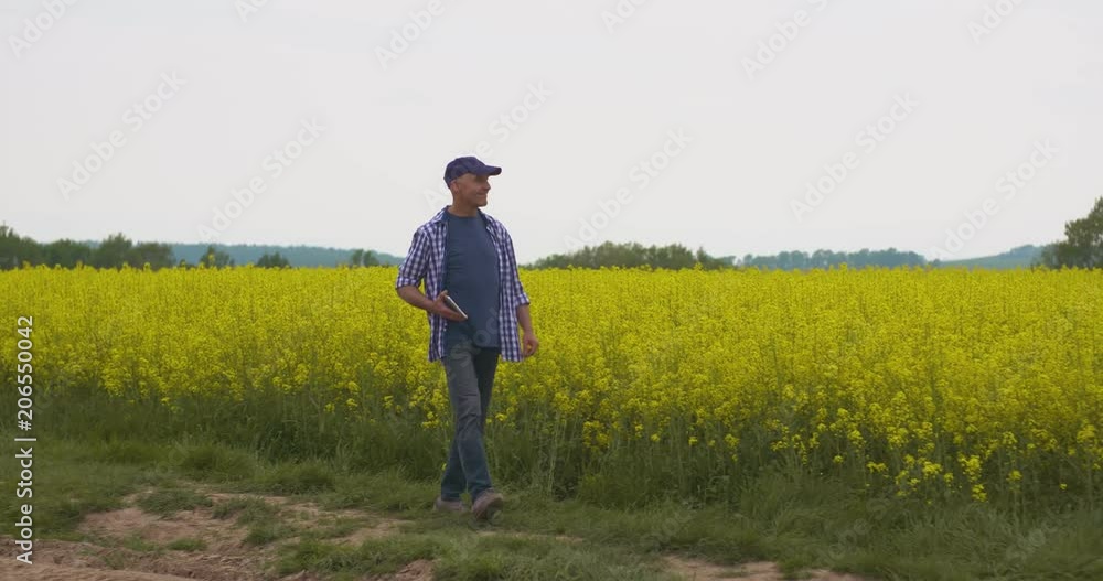 Farmer With Digital Tablet Examining Rape Blossom On Field Farmer With Digital Tablet Examining Rape Blossom On Field