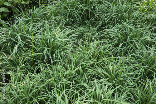 Garlic chives growing on a soil in the field photo