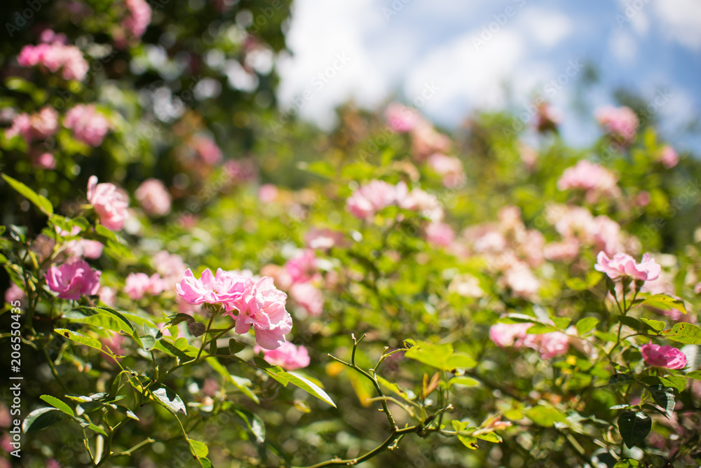 Climbing roses beautiful summer background. Pink climbing roses isolated on blue sky. Climbing roses beautiful summer background. Pink climbing roses isolated on blue sky.