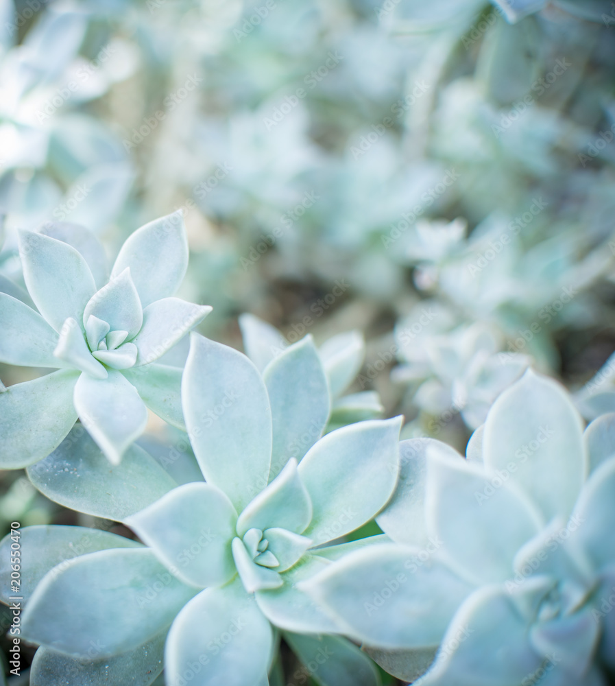 Fototapeta premium Ghost Echeveria, Gray Ghost Plant and also a succulent. 