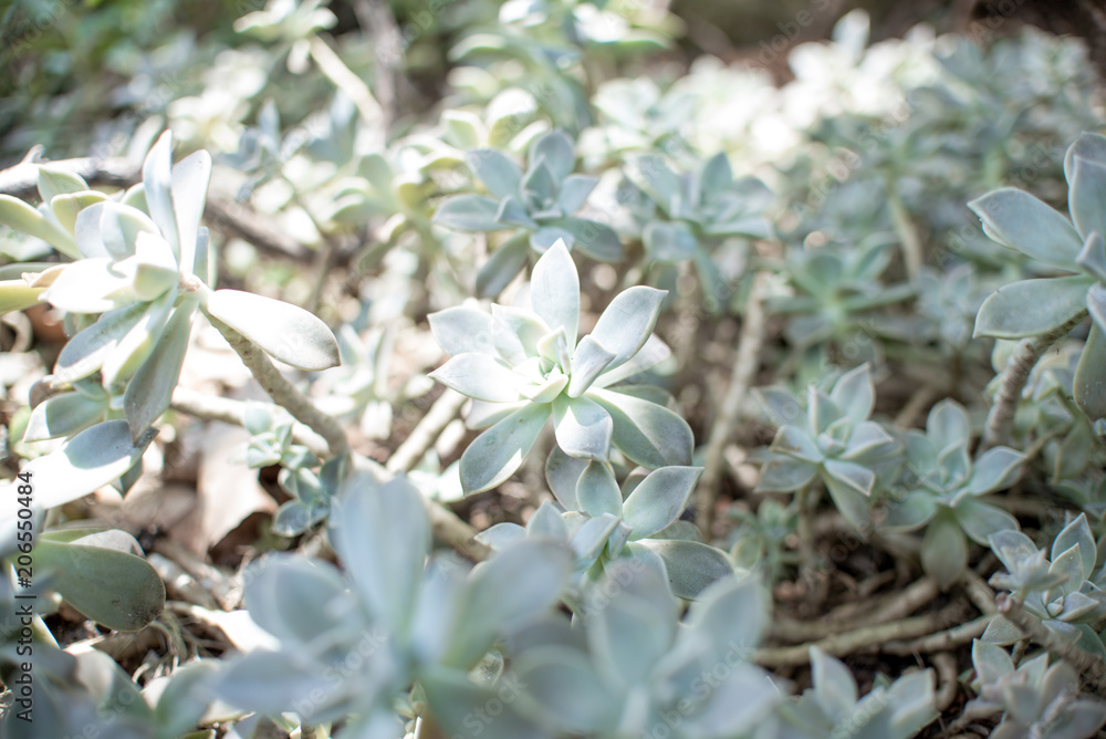 Ghost Echeveria, Gray Ghost Plant and also a succulent. Ghost Echeveria, Gray Ghost Plant and also a succulent.
