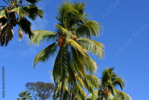 Palm tree  Moanalua  Hawaii