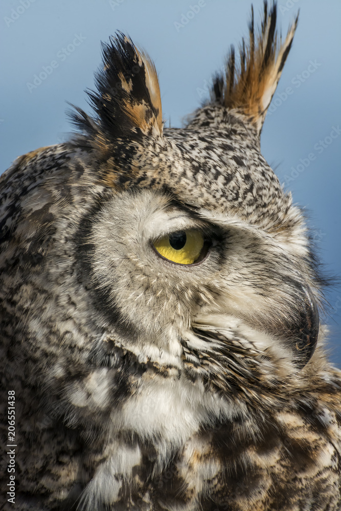 Portrait and profile of a great horned owl Portrait and profile of a great horned owl