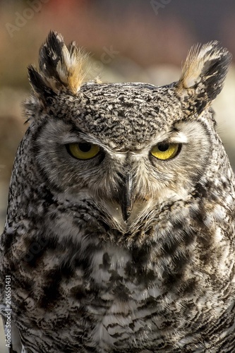 Portrait and profile of a great horned owl