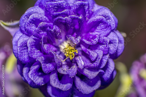 purple flowering in the green season garden