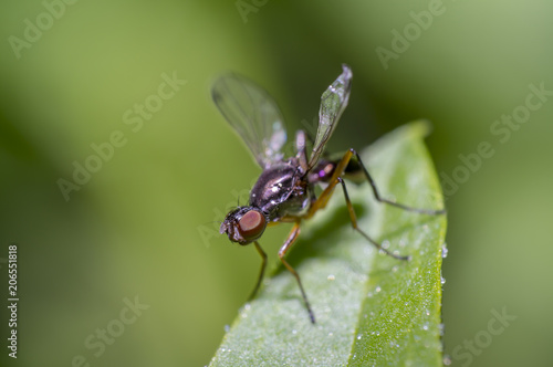 small fly on green leaf in the season garden © Mario Plechaty