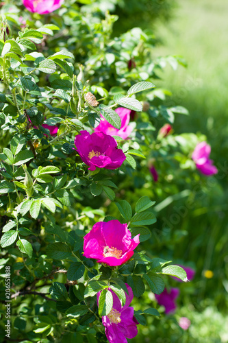 Wallpaper Mural Flowers of briar bush close-ups in a bright spring sunny day. Bright purple hips Torontodigital.ca