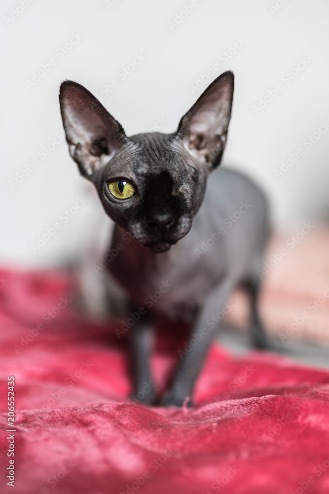Portrait of a one eyed black sphynx cat