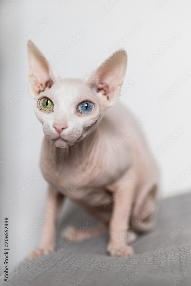 Odd eyed white hairless sphynx cat