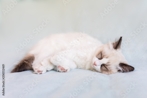 Ragdoll kitten sleeping © Angela