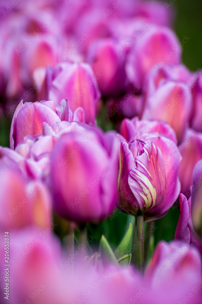 Obraz premium One outstanding tulip in a field of pink tulips