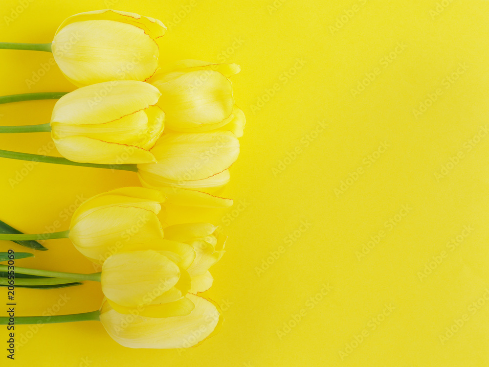 Fototapeta premium Yellow tulips on a yellow background, top view, flat lay.