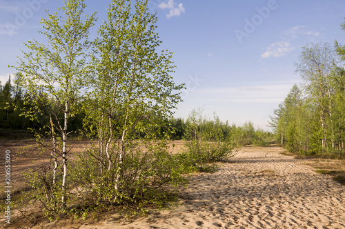 Sand beach of the river with green shrubs and trees