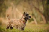 Cairn Terrier dog outdoor portrait standing in field