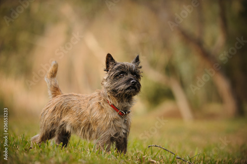 Cairn Terrier dog outdoor portrait standing in natural field with trees photo