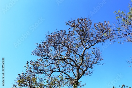 Árbol de Jacarandas en algún lugar de Chilpancingo, Guerrero photo