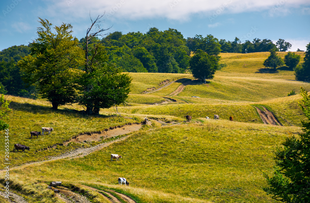 Obraz premium mountain road uphill along the forest. beech tree stand separately on the grassy meadow. cows grazing on hillside. lovely nature scenery in summer