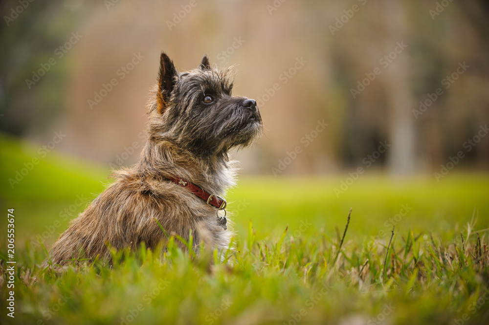 Cairn Terrier dog outdoor portrait sitting in field Cairn Terrier dog outdoor portrait sitting in field