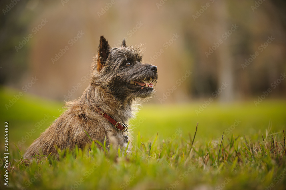 Cairn Terrier dog outdoor portrait sitting in grass field