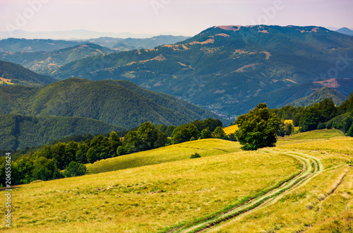 tree by the country road winding down the hill. birch forest on the grassy hillside in the distance. lovely summer landscape of Plesha mountain of Tyachiv region  TransCarpathia  Ukraine