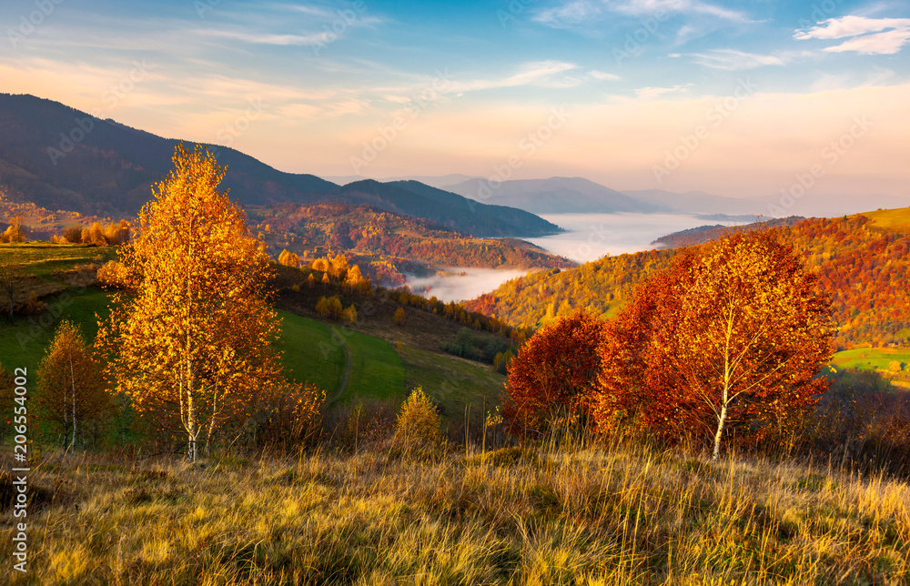 Fototapeta premium yellow trees on the edge of a hill in autumn. lovely mountain landscape with valley in fog under the gorgeous sky