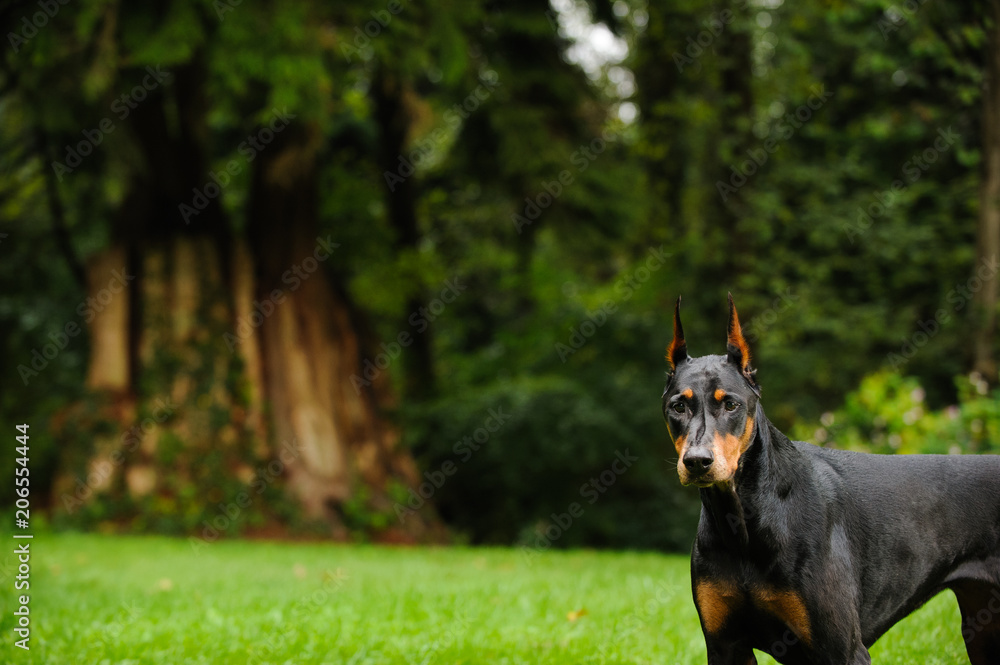 Black and tan Doberman Pinscher dog outdoor portrait with cropped ears in park with large trees Black and tan Doberman Pinscher dog outdoor portrait with cropped ears in park with large trees
