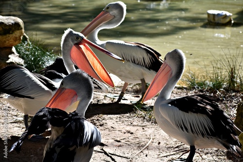 pack of pelicans