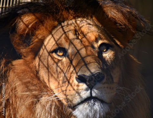 caged lion