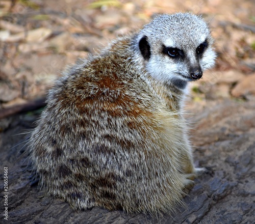 meerkat