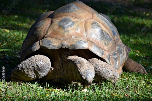 turtle