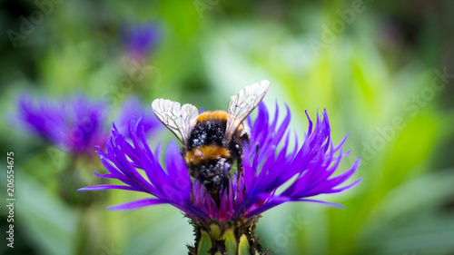 Biene mit Pollen