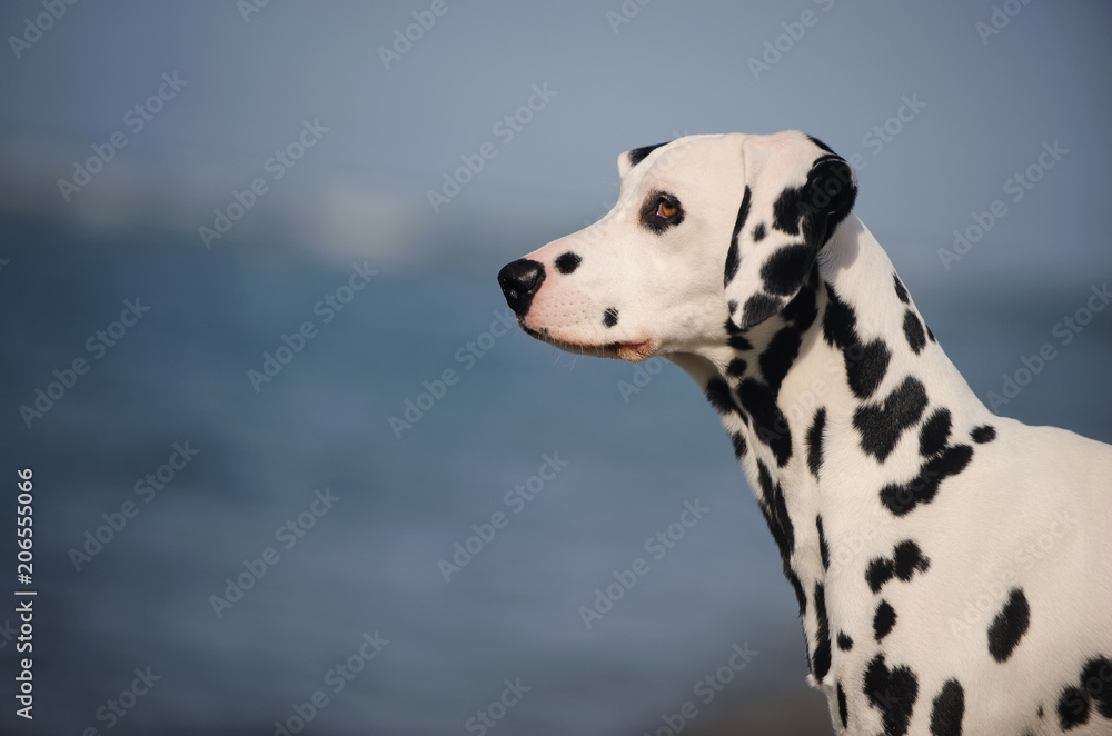 Dalmatian dog outdoor portrait by blue water