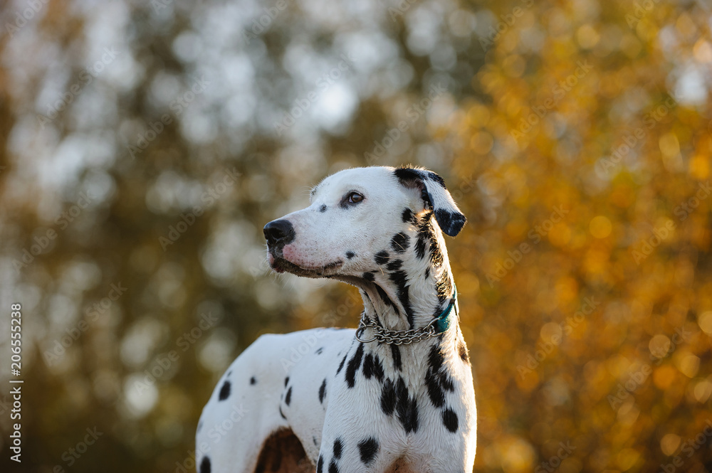 Dalmatian dog outdoor portrait in nature trees