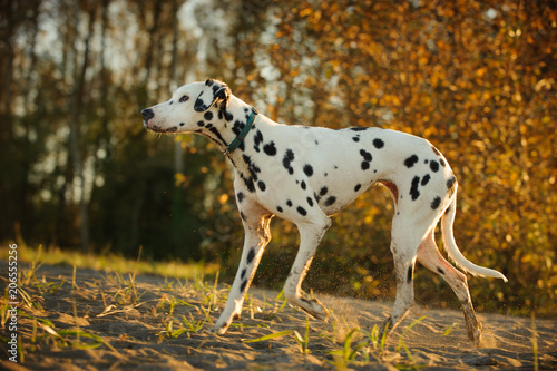 Dalmatian dog standing in natural environment with fall trees