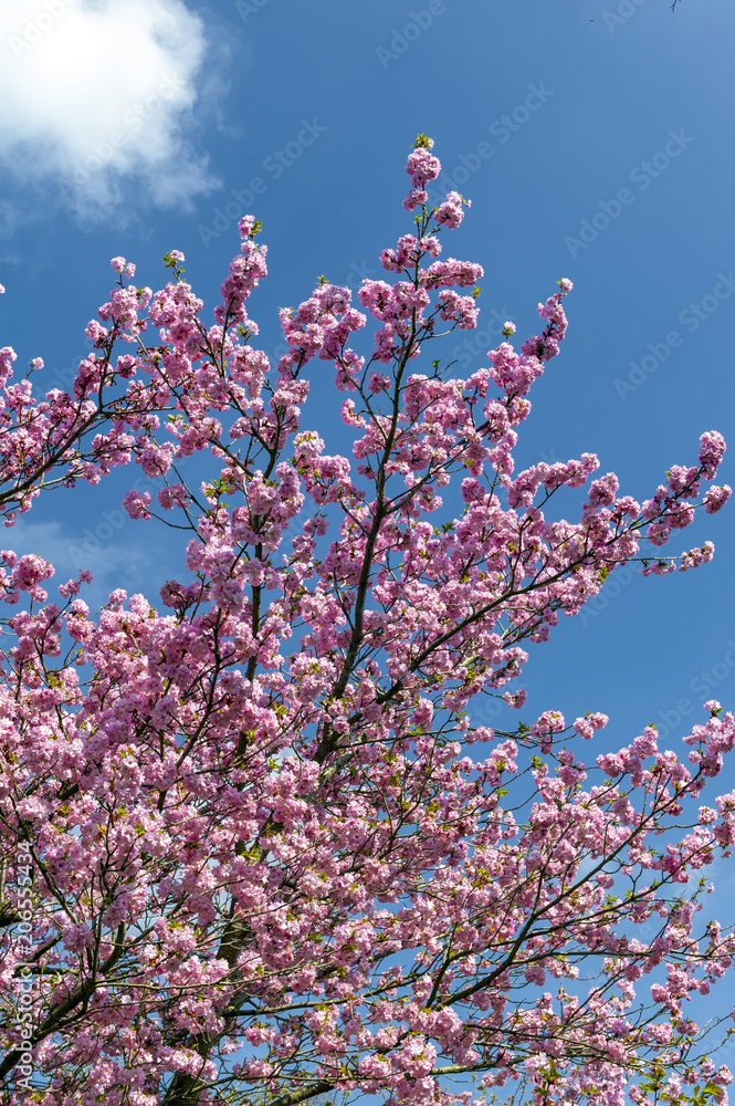Blooming cherry blossom trees in the garden