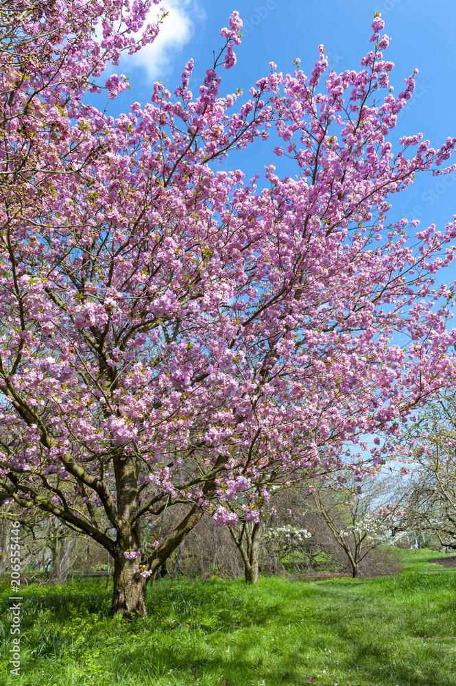 Blooming cherry blossom trees in the garden Blooming cherry blossom trees in the garden