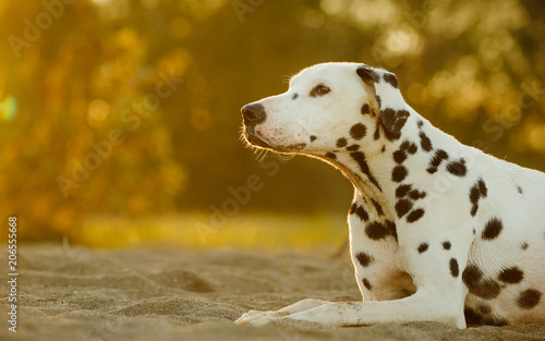 Dalmatian dog outdoor portrait lying down in afternoon light