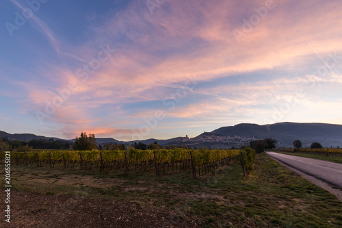 Beutiful view of Umbria valley at dawn, with vineyards in the fo