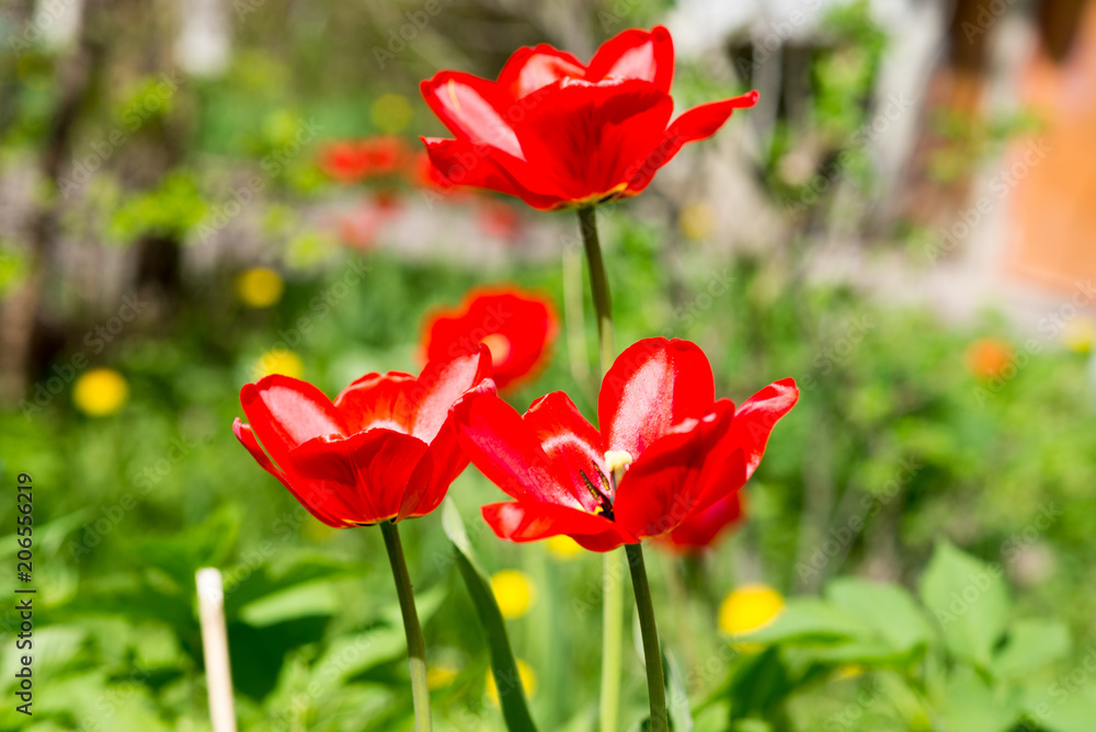 Obraz premium red flowers on grass background