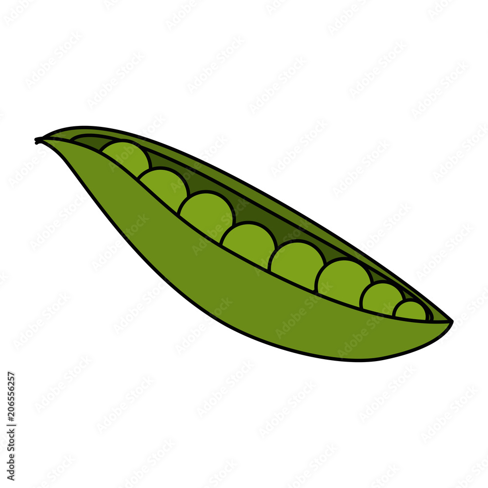 fresh beans vegetarian food vector illustration design fresh beans vegetarian food vector illustration design