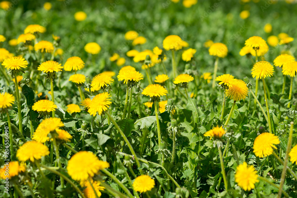 yellow flowers on green grass background