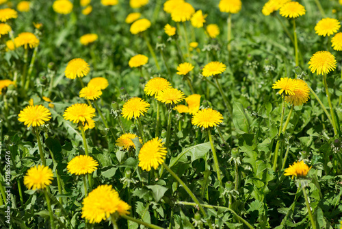 yellow flowers on green grass background