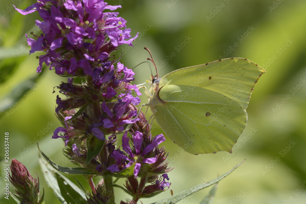 A butterfly Common Brimstone feeding on nectar of a wild flower A butterfly Common Brimstone feeding on nectar of a wild flower
