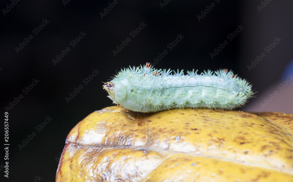 Naklejka premium large green caterpillar